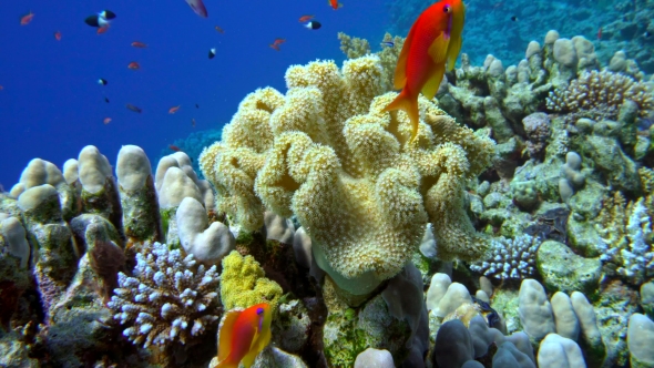 Colorful Fish on Vibrant Coral Reef, Red Sea