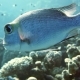 Coral and Fish in the Red Sea, Egypt - VideoHive Item for Sale
