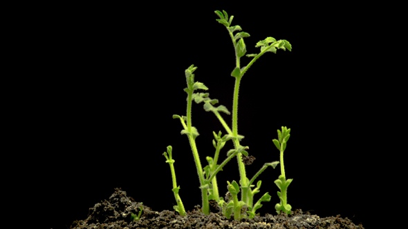 Chickpeas Seeds Germination on Black Background