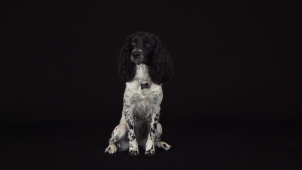 Beautiful Female Spaniel Amusingly Covers His Nose with His Paw on a Black Background Stock Footage