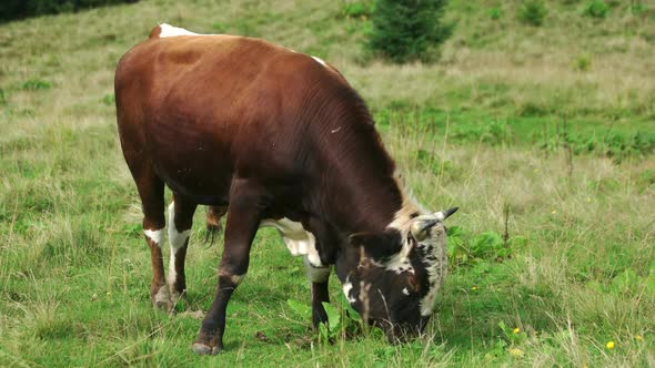 Young Bull Grazing on Grassy Field