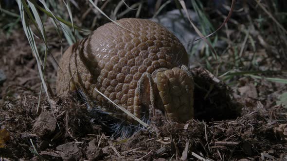 Armored armadillo hunting for bugs in the dirt
