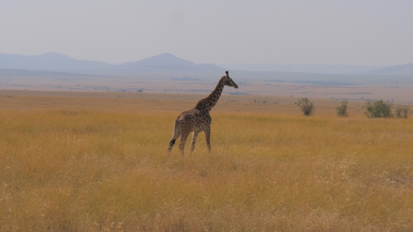 Lonely Giraffe Walking in the African Savannah at Masai Mara, Nature Reserve of Kenya