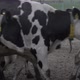 Herd of Fattening Cows at the Feedlot - VideoHive Item for Sale