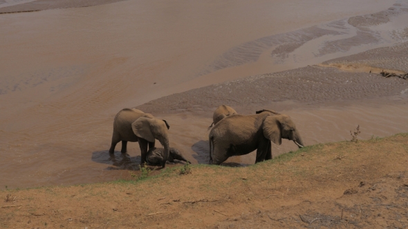 Herd Elephants and Playful Baby in the Water Cooled, Moisten Skin and Drink