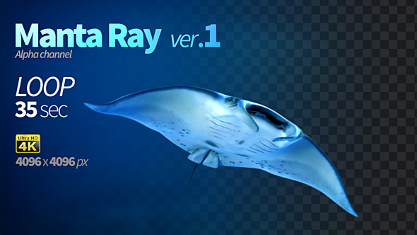 Manta Ray 1