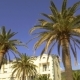 Palm Trees at the Promenade of Tivat in Montenegro - VideoHive Item for Sale