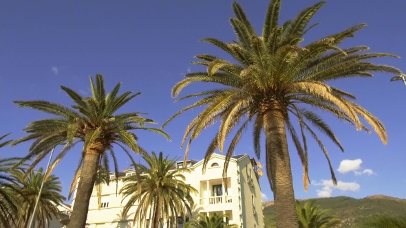Palm Trees at the Promenade of Tivat in Montenegro