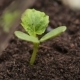 Farmer Watering Cucumber Sprout - VideoHive Item for Sale