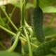 Cucumber on the Plant in Greenhouse - VideoHive Item for Sale