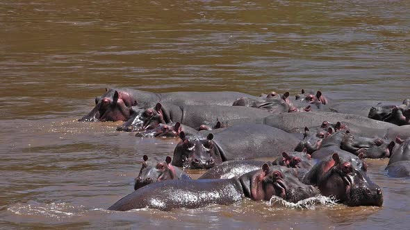 Hippopotamus, hippopotamus amphibius, Group standing in River, Masai Mara park in Kenya, slow motion