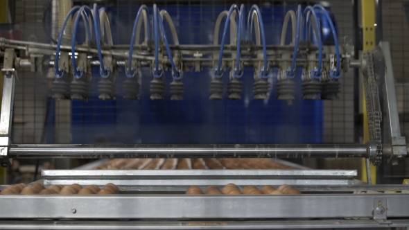 Eggs Automated Sorting in Factory