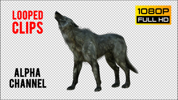 Wolf 6 Realistic Pack 3