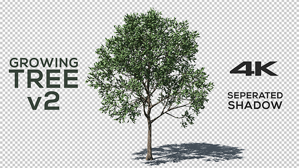 4K Growing Tree v2 alt