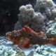 Tassled Scorpionfish Scorpaenopsis Oxycephala Lies at the Bottom, Then Spreads the Fins Red Sea - VideoHive Item for Sale