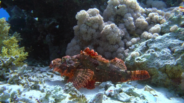 Tassled Scorpionfish Scorpaenopsis Oxycephala Lies at the Bottom, Then Spreads the Fins Red Sea