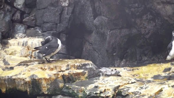 Common Murre. The Common Murre Spends Most of the Year at Sea. In the Summer, the Breeding Season