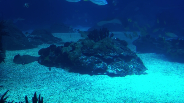 Underwater Life of a Coral Reef. Sharks, Rays and Other Fish. Large Aquarium.