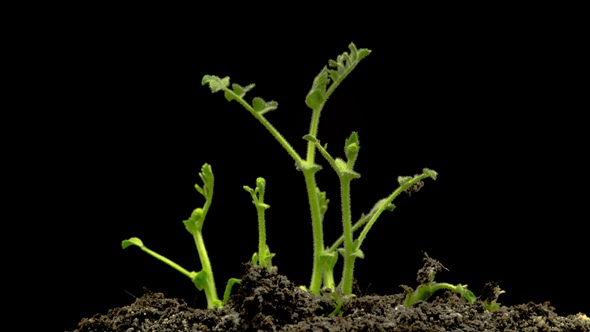 Chickpeas Seeds Germination on Black Background