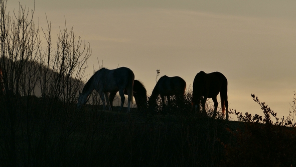 Herd of Horses After Sunset