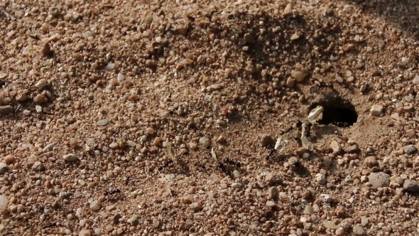 Black Ants Carrying Large Dry Leaves To the Ant Nest