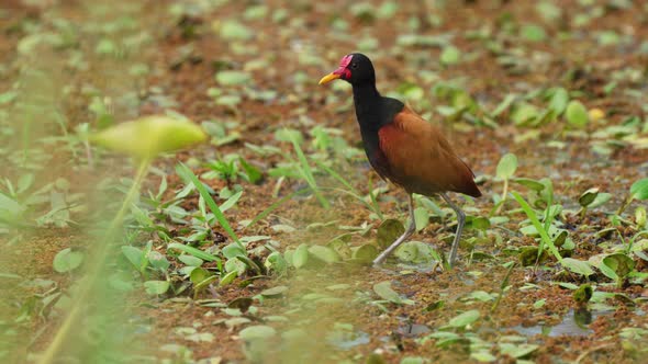 Distinctive black plumage with chestnut back and wings, wild wattled Jacana spotted on floating vege