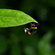 Bee on a green leaf - VideoHive Item for Sale