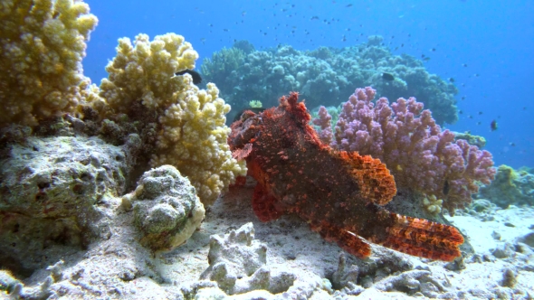 Tassled Scorpionfish Scorpaenopsis Oxycephala Lies at the Bottom, Then Spreads the Fins Red Sea