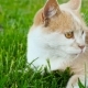 A Cat with Beautiful Eyes Lies on the Grass Filming - VideoHive Item for Sale