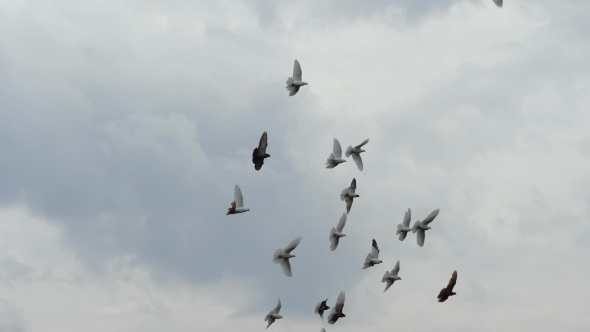 Flock of White Pigeons Flying in Cloudy Sky