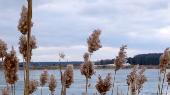 Bulrush Yellow on Frozen Lake