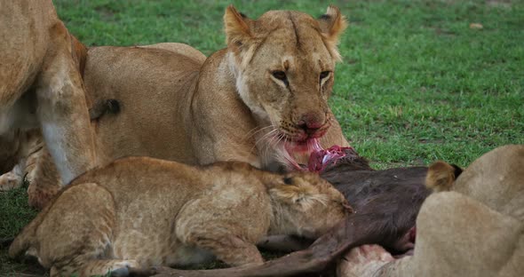 African Lion, panthera leo, Group with a Kill, a Wildebest, Masai Mara Park in Kenya, Real Time 4K