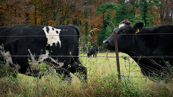 Cows Grazing By The Fence