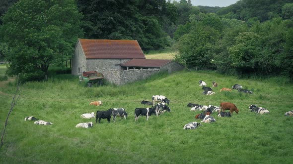 Cow Herd Near Old Barn In The Countryside