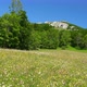 Green forest on mountain cliff with color meadow in summertime - VideoHive Item for Sale