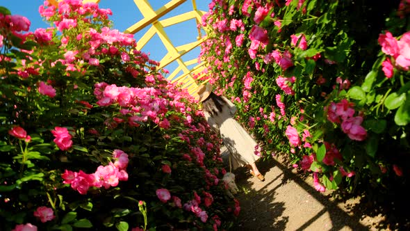 A woman and a dog walking on a path full of roses.