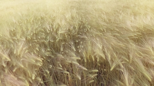 AERIAL VIEW: Flight Over the Beautiful Sunlit Wheat Field in Sunset