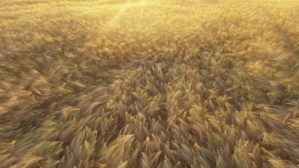 Top Down View of Golden Wheat Gently Swaying in Breeze