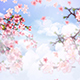Peach Flower Blossoming - VideoHive Item for Sale