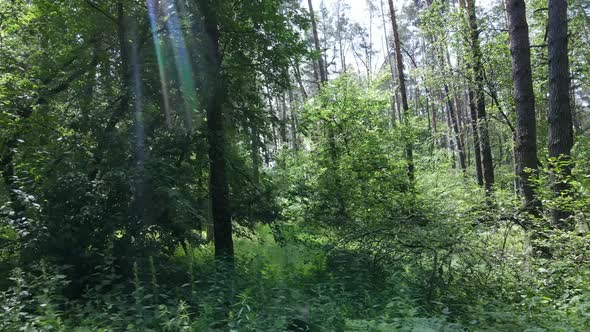 Trees in the Forest By Summer Day