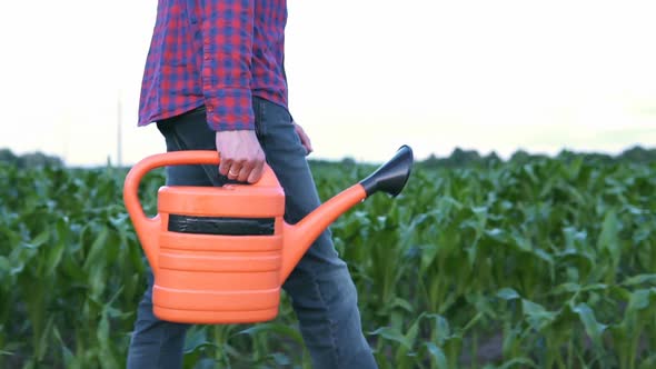 The Agronomist Walks Through the Corn Field with a Watering Can