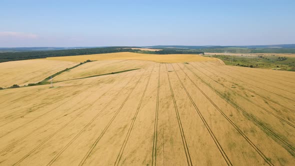 Aerial Landscape View of Yellow Cultivated Agricultural Field with Ripe Wheat on Bright Summer Day