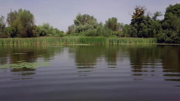 Flying over the river with calm water into the natural green background of trees