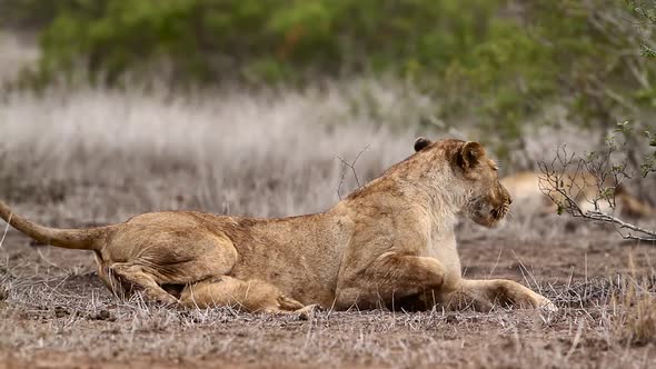 African lion in Kruger National park, South Africa