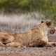African lion in Kruger National park, South Africa - VideoHive Item for Sale