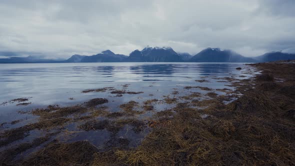 Marsh shoreline of cold tranquil lake