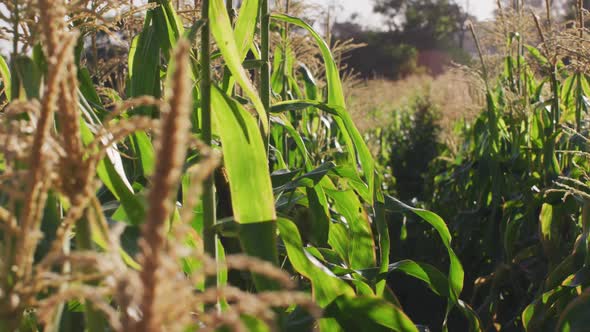 Video of eco farm with corns and vegetables on sunny day