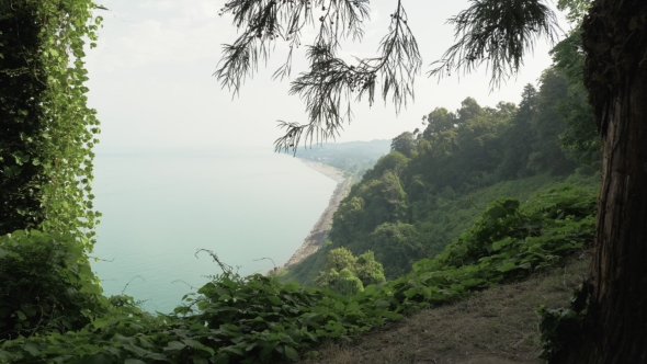 Tropical Rainforest at Summer Day in One of the Biggest Park - Batumi, Georgia