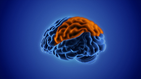 Human Brain Parts alt