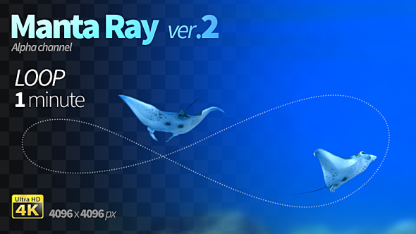 Manta Ray 2